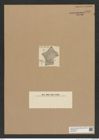 Diatomeae indet. Zeichnungen Sammlung Grunow Nr. 6929 (NHMW-BOT-W0375810)